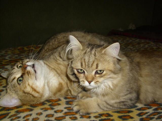 Kopfmassage ala Glaurung....