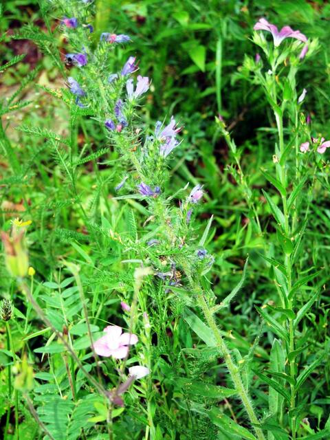 und schöne Blumen begleiten sie auf dem Wege ...