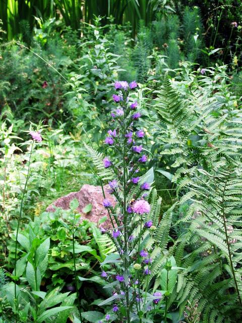 Übige Flora ...
