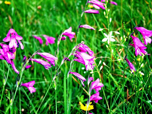 Die "Königin" der Heide, die Sumppfgladiole ...