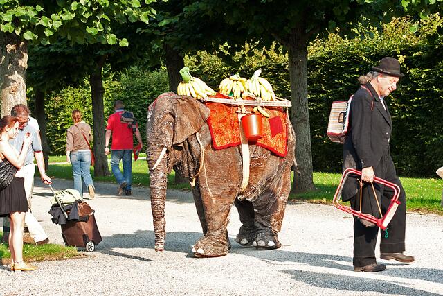 Da interessiert den Elefant mehr die Frau als das Herrchen...