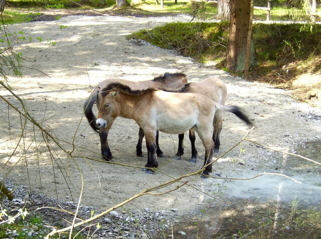 Wildpferde-Gehege nähe dem Ilsesee ...