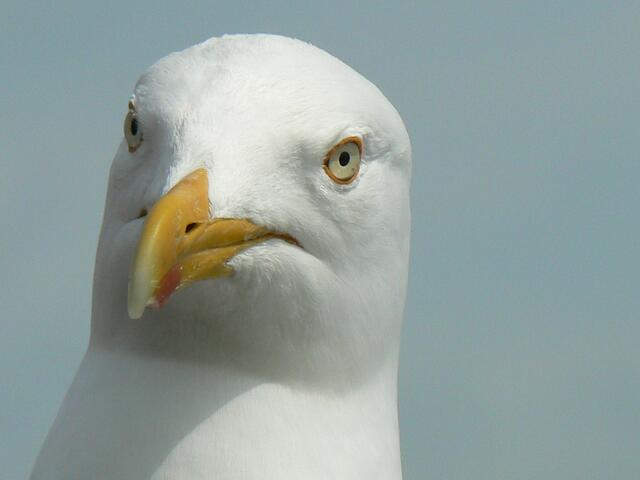 Bin ich nicht schön?!