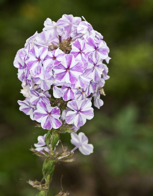 Flox