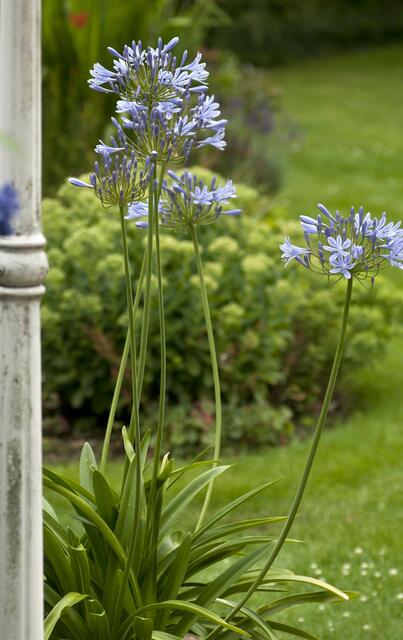 Agapanthus