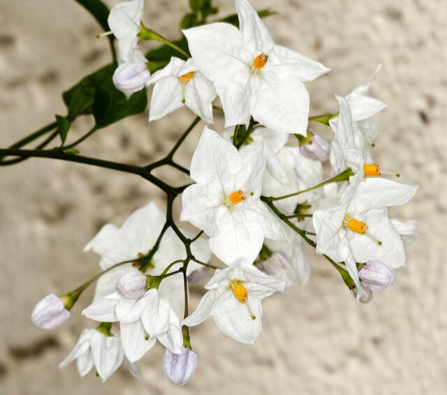 Kartoffelblume