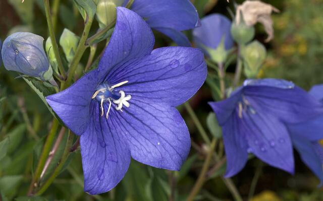 Glockenblume