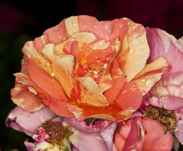Malerrose