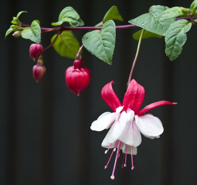 Fuchsie