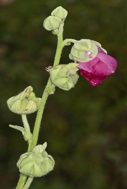 Stockrose