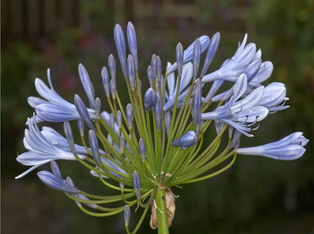 Agapanthus