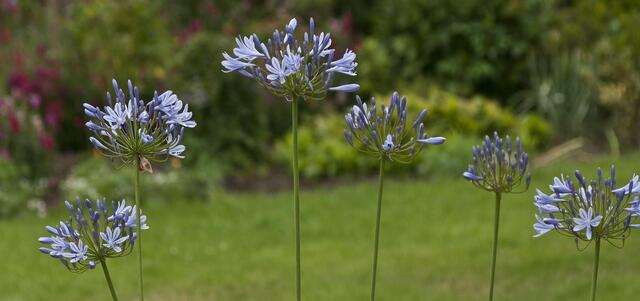 Agapanthus