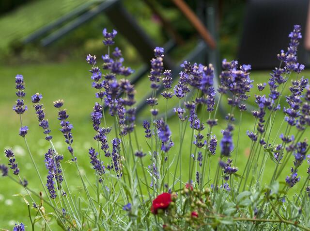Lavendel