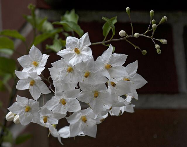 Kartoffelblume