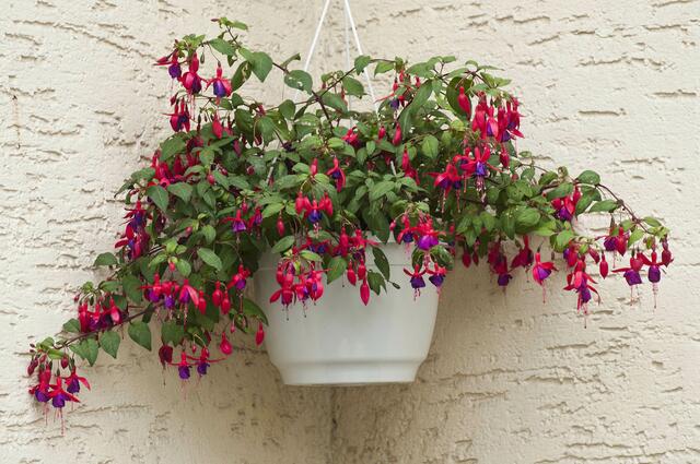Fuchsien