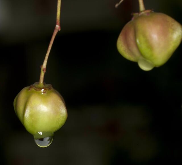 Pfaffenhütchen