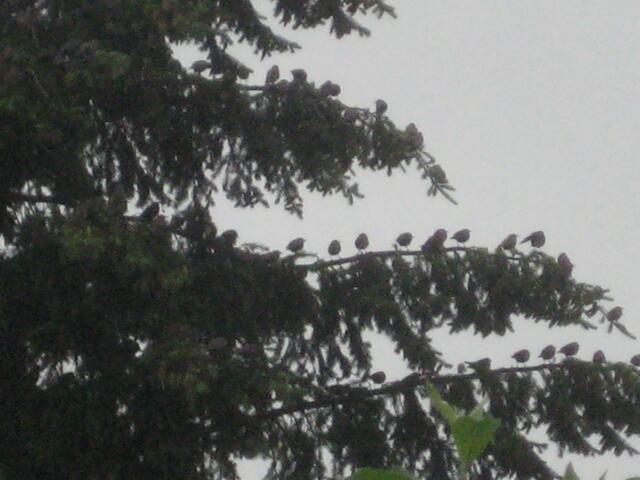 Vogelversammlung
