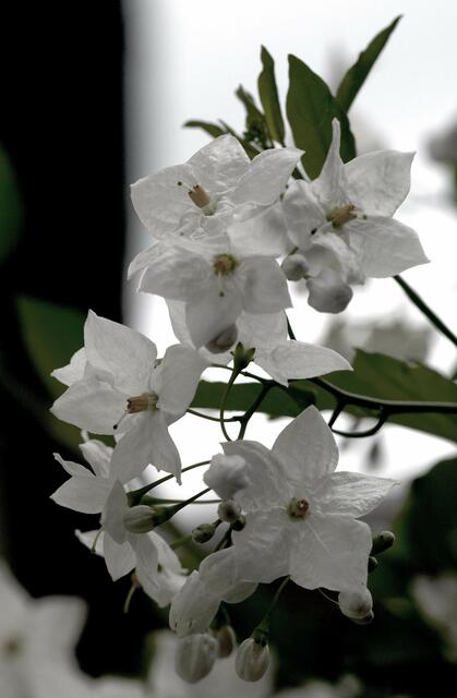 Kartoffelblume