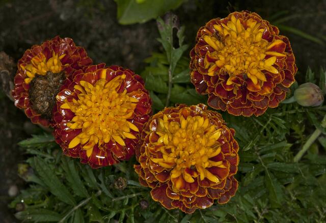 auch als Studentenblume bekannt
