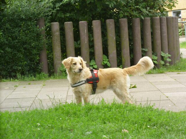 Sie überlegt,was will Herrchen?