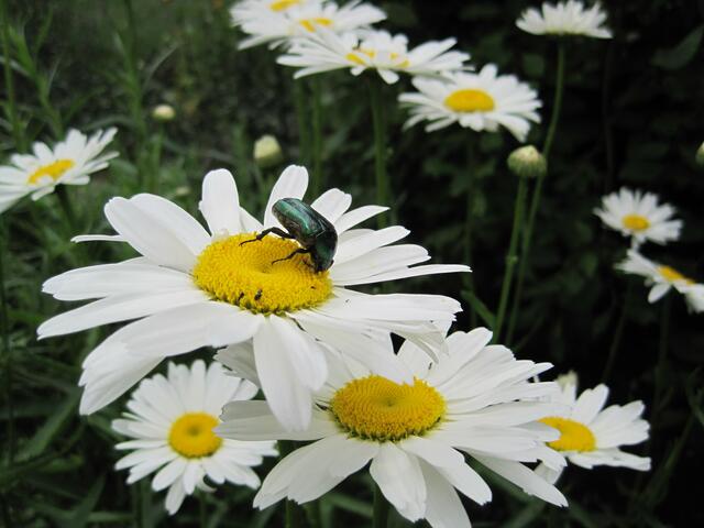 Akrobatische Leistung im "Garten Eden".