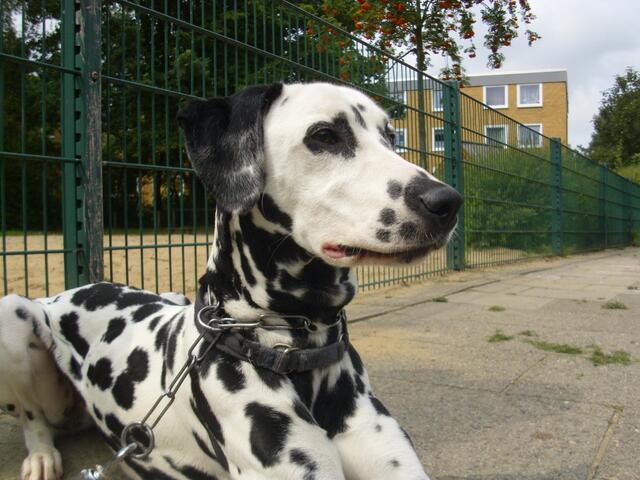Platz,Gina....möchte lieber wieder toben !