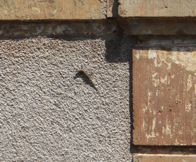 Eine Echse an der Wand begegnete uns