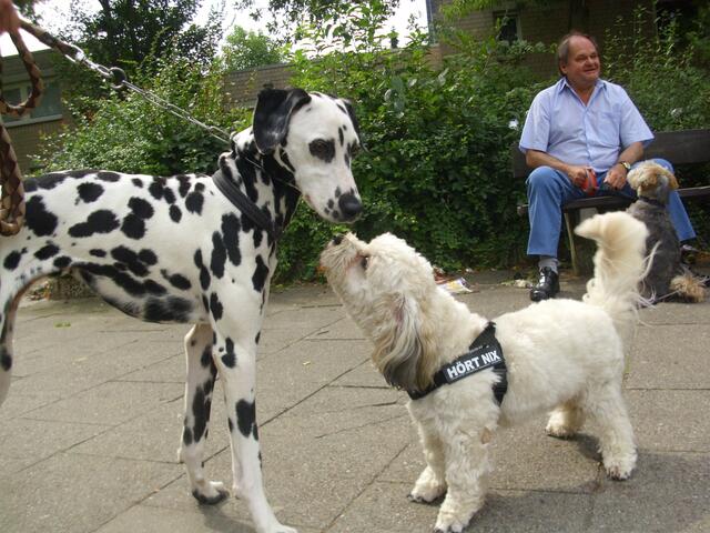 Hab Dich auch lieb!  hinten wirds Oldie zuviel,will auf herrchens Schoß...