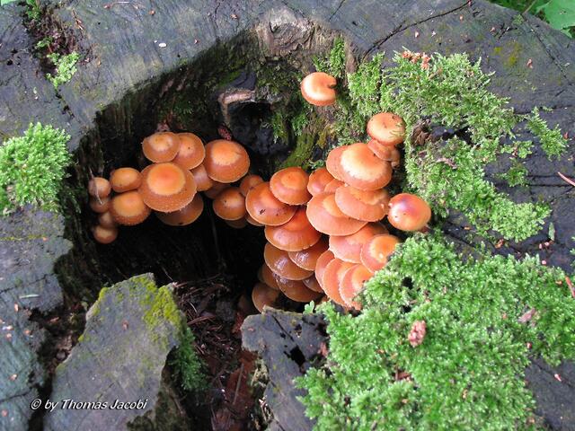 Pilze in einem Baumstumpf