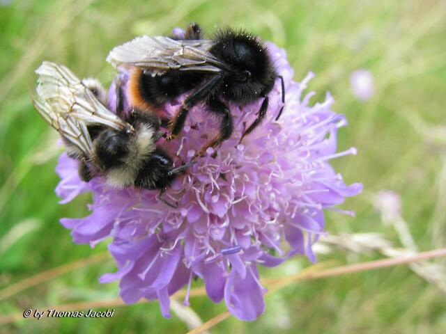 Links eine Wald-, rechts eine Steinhummel.