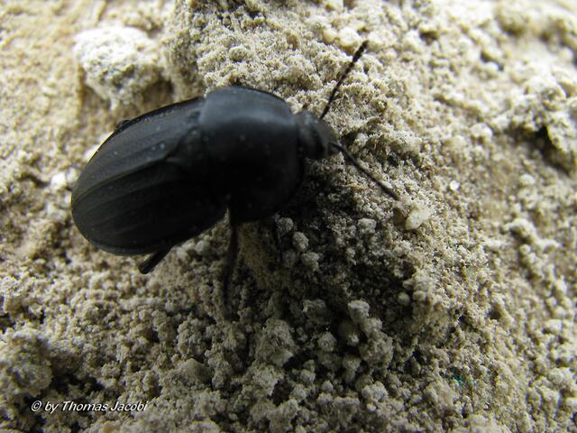 Ein Käfer.