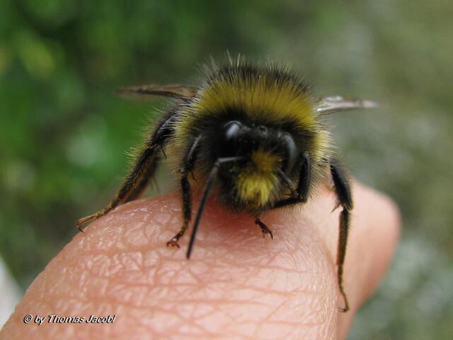 Da schien die Hummel zu staunen. Oder wollte die 'nen Kuss?  :-)