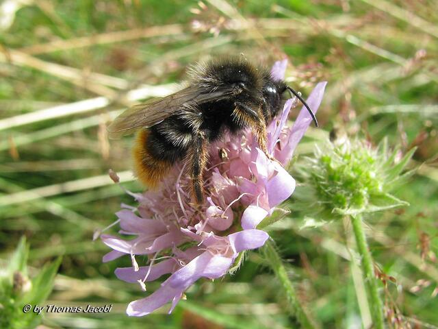 Steinhummel