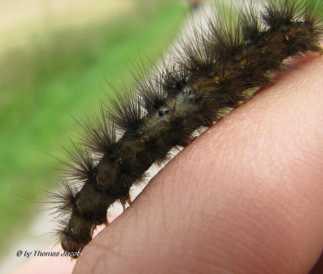 Hier nun von der Seite auf meinem Finger. Was das wohl mal für ein Schmetterling wird?