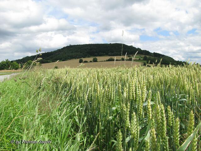 Blick zum Pöhlberg