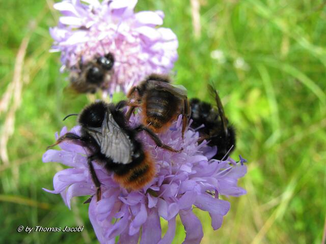 Und diese hier drängelten sich auf einer wesentlich kleineren Blüte.