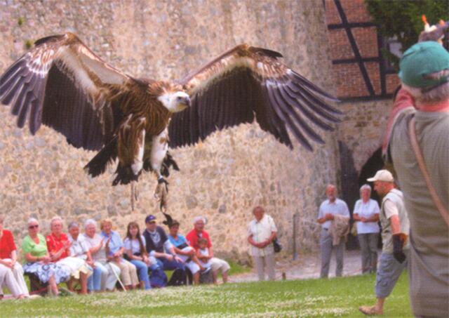 Der Seeadler ist das Wappentier der USA. | Foto: flyer, burg falkenstein