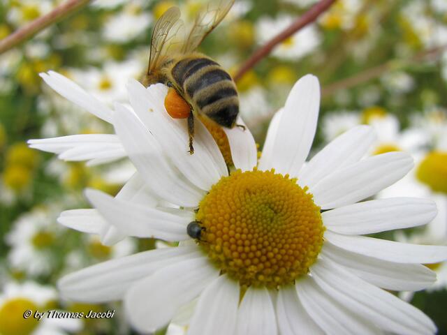 Honigbiene und kleine Käfer auf Kamillenblüte