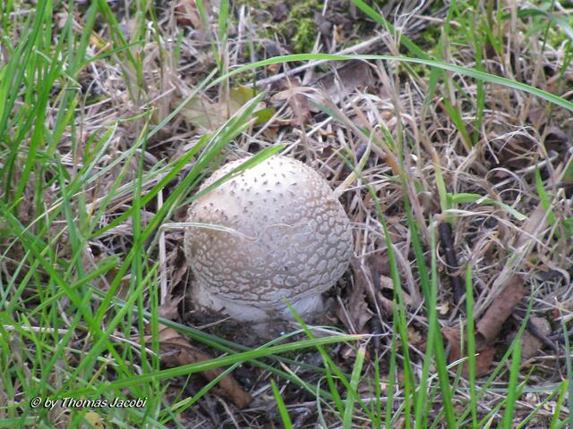 Und noch ein Pilz. :-))