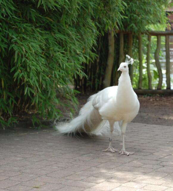 Aufrecht zeigt sich der weiße Pfau. Seine Federkrone auf dem Scheitel ist gut zu erkennen.
