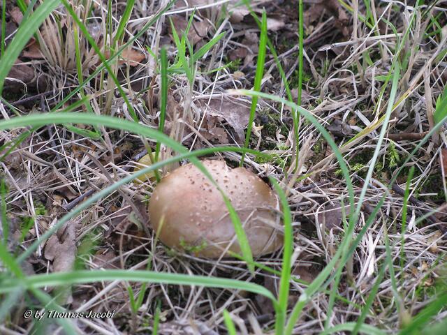Ein Pilz.