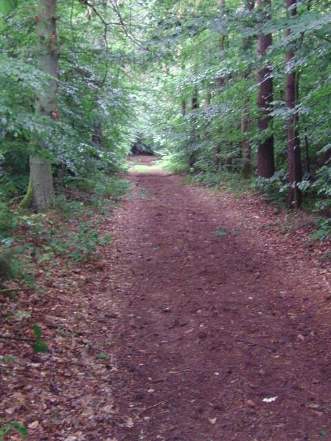 Reizvolle Waldwege