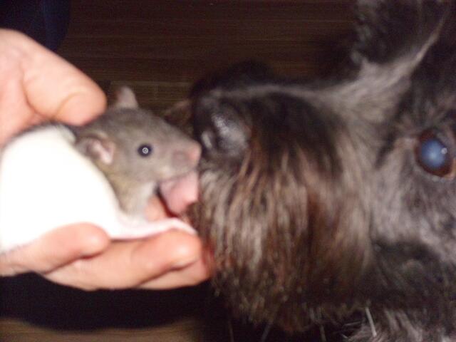 Unscharf,leider- aber Jaccy putzt das Baby...