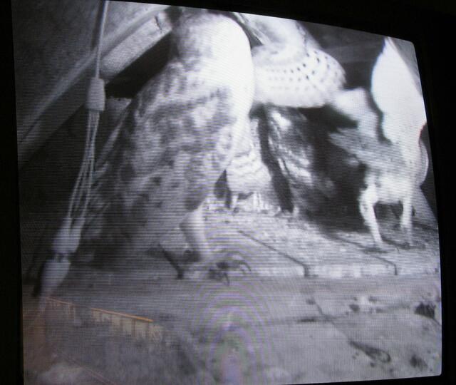 Ein Bild vom 27. Juli im Naturkundehaus, sie kommen so langsam ins flattern
