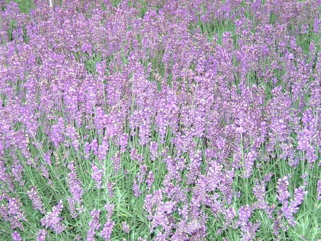 Lavendel, ein sehr vielseitiges Kraut. Hilft bei fast allen Beschwerden die das menschliche Dasein so mit sich bringt.