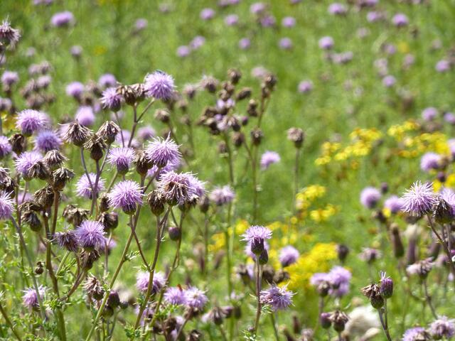 Zu diesen von der Sonne verwöhnten Wiesen passen die vielen Wildblumen.