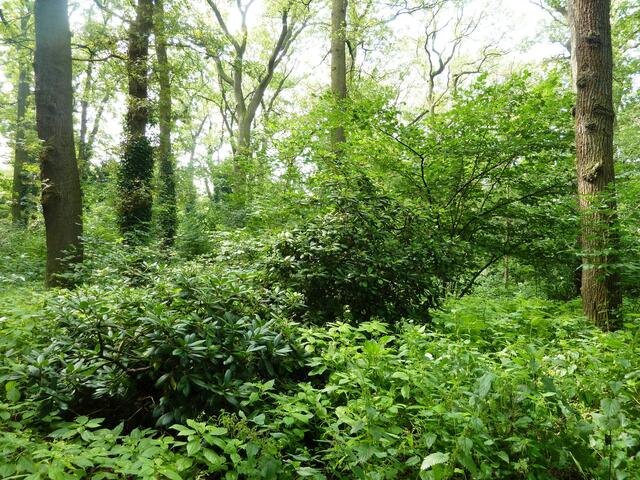 Hier stehen noch zwei Rhododendronbüsche.