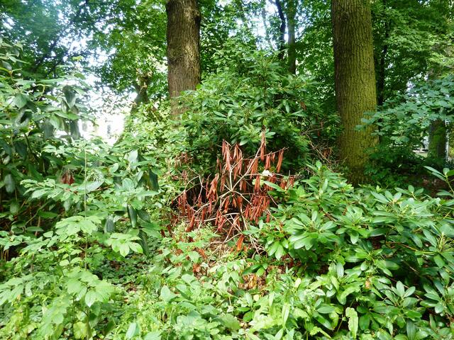 Ein weiterer Rhododendron verabschiedet sich.