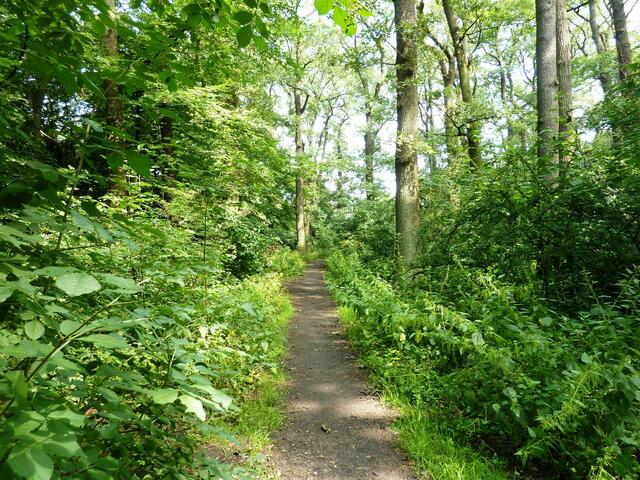 Es sieht schon sehr nach einem Naturwald aus. Aber wo sind die Rhododendren?
