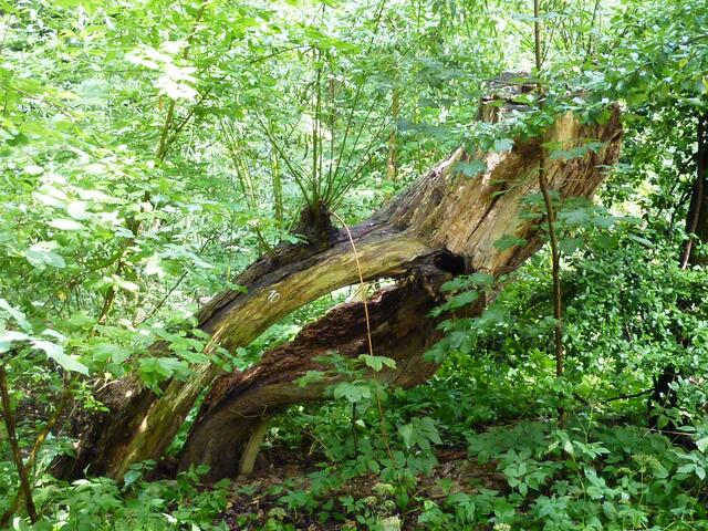 Am Wegesrand